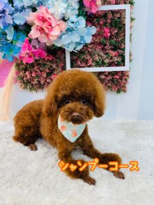 6/1のわんちゃん🏵️