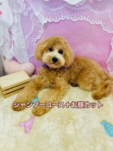 8月19日のわんちゃん🐶💕