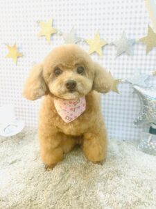 9/13のわんちゃん🐶