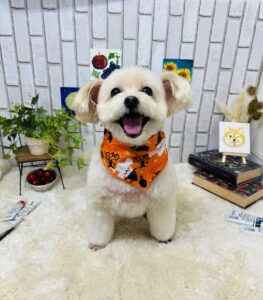 9月30日のわんちゃん🐶