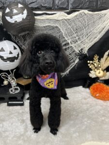 10月13日のわんちゃん🎃