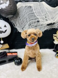 10月19のわんちゃん🎃