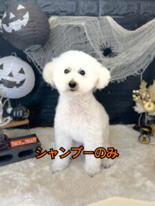 10月20日のわんちゃんねこちゃん👻