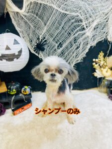 10月31日のわんちゃん🎃🦇