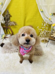 11月10日のわんちゃん🐩