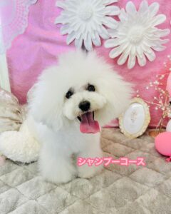 2月11日のわんちゃん🤎🎀