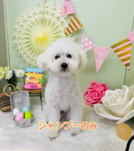 3月8日のわんちゃん🎀