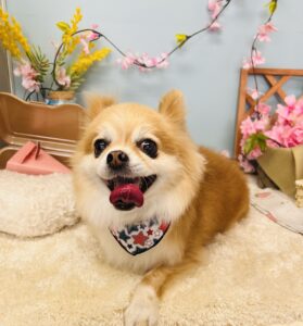 4/21のわんちゃん🐶