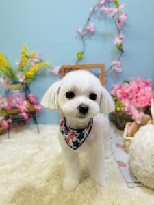 4月27日のわんちゃん🌷