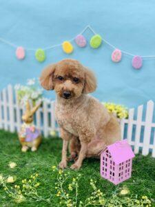 4/21のわんちゃん🐶
