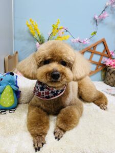 4/28のわんちゃん🐕