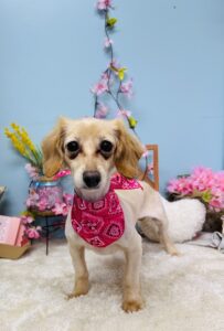 4/29のわんちゃん🐶