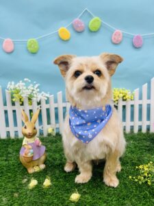 4/23のわんちゃん🐶