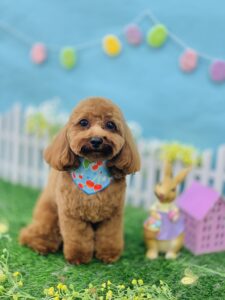 4/26のわんちゃん🍬