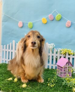 4/27のわんちゃん😉