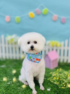4/29のわんちゃん🥰