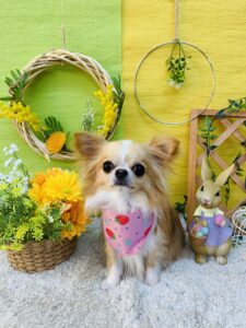 4/30のわんちゃん🌱