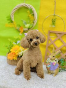 5/19ののわんちゃん🐶