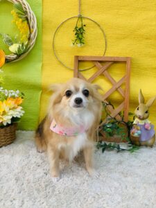 5/20のわんちゃん😊