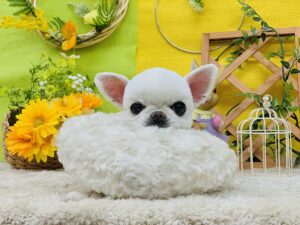 5/24のわんちゃん🐶