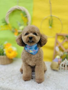 5月28日のわんちゃん🍀
