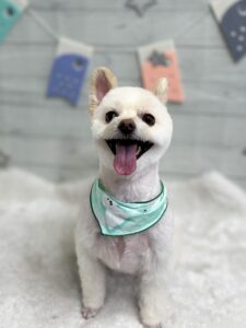 5月2日のわんちゃん😊