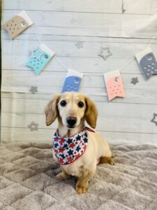 5/3のわんちゃん🐶
