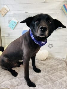 5/6のわんちゃん🐶