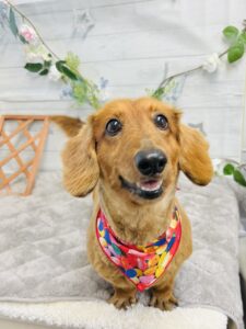 5月8日のわんちゃん🌟