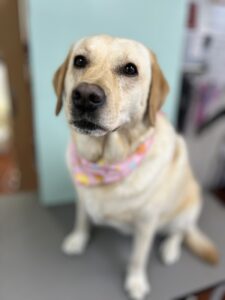 5月9日のわんちゃん🤗