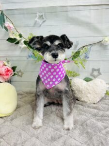 5月11日のわんちゃん🎀