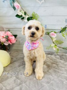 5月16日のわんちゃん🤗
