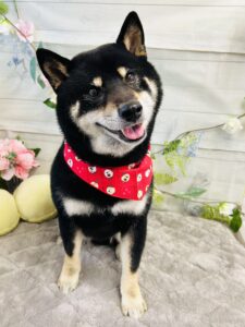 5月18日のわんちゃん🫧