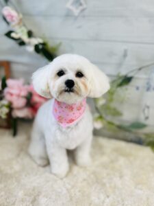 5月22日のわんちゃん🤗