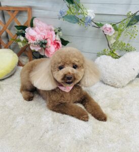 5月23日のわんちゃん🍀