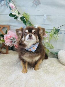 5月25日のわんちゃん😊