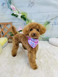 5/26のわんちゃん🤗