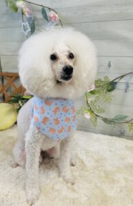 5月29日のわんちゃん🎀