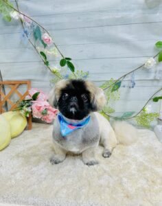 5月30日のわんちゃん🥰