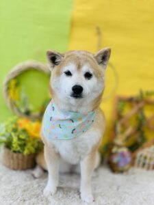 5/2のわんちゃん😌
