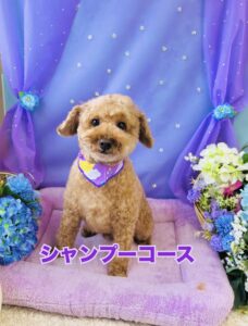 5月31日のわんちゃん🐶