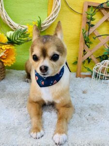 5/3のわんちゃん🐶