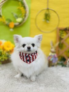 5/5のわんちゃん🐶