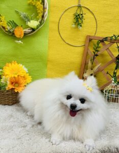 5/7のわんちゃん🌷