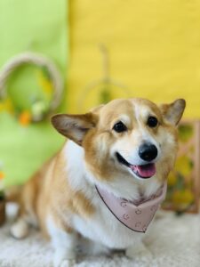 5月9日のわんちゃん😊