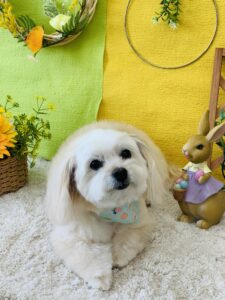 5/13のわんちゃん🐶ねこちゃん🐱