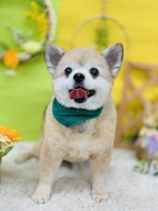 5月14日のわんちゃん🍀