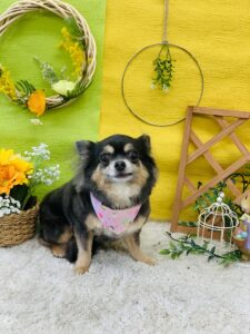 5/17のわんちゃん🥰
