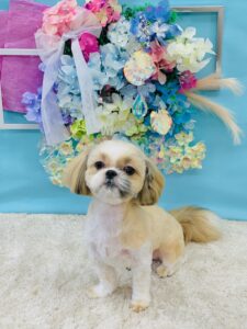 6/2のわんちゃん🐶
