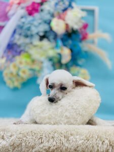 6/13のわんちゃん🐶